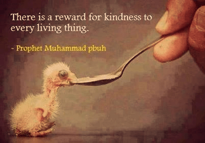 Kindness , reward, animals, plants